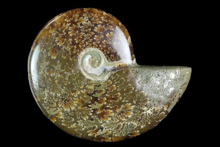 Polished, Agatized Ammonite (Cleoniceras) - Madagascar #119046